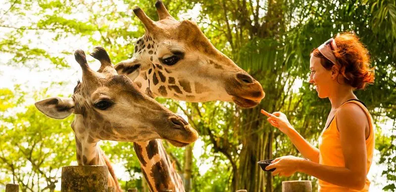 Into the Ngorongoro Crater & Beyond